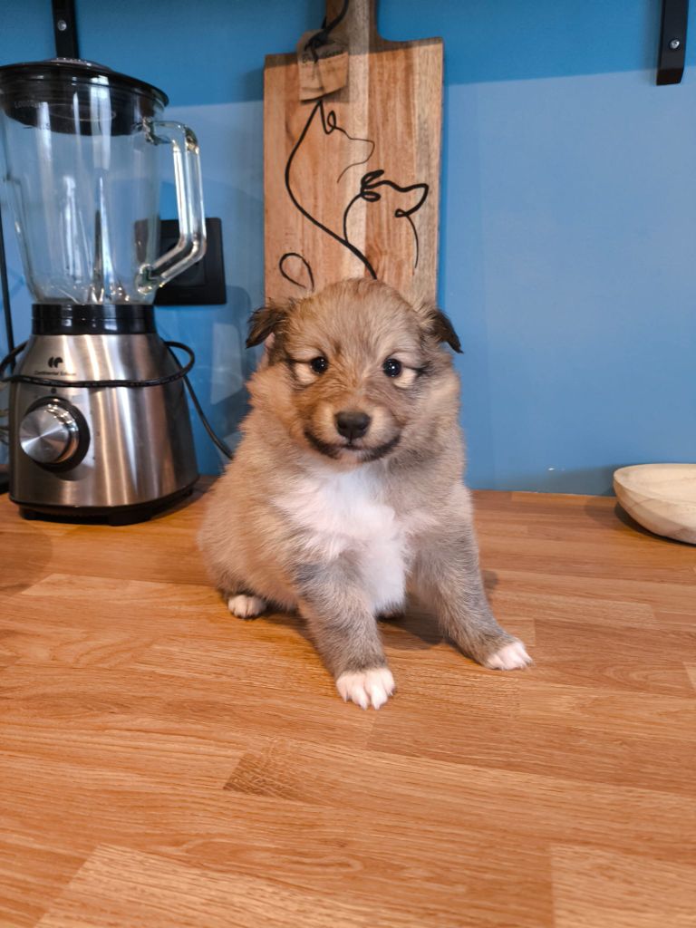 De La Forêt Des Celtes - Chiots disponibles - Shetland Sheepdog