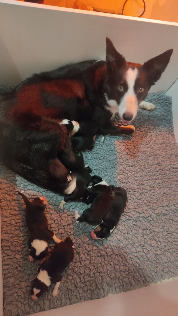 De La Forêt Des Celtes - Border Collie - Portée née le 02/12/2024