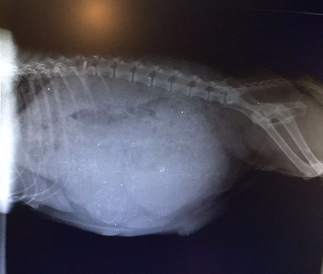 De La Taquinière - RÉSULTATS DE LA RADIOGRAHIE