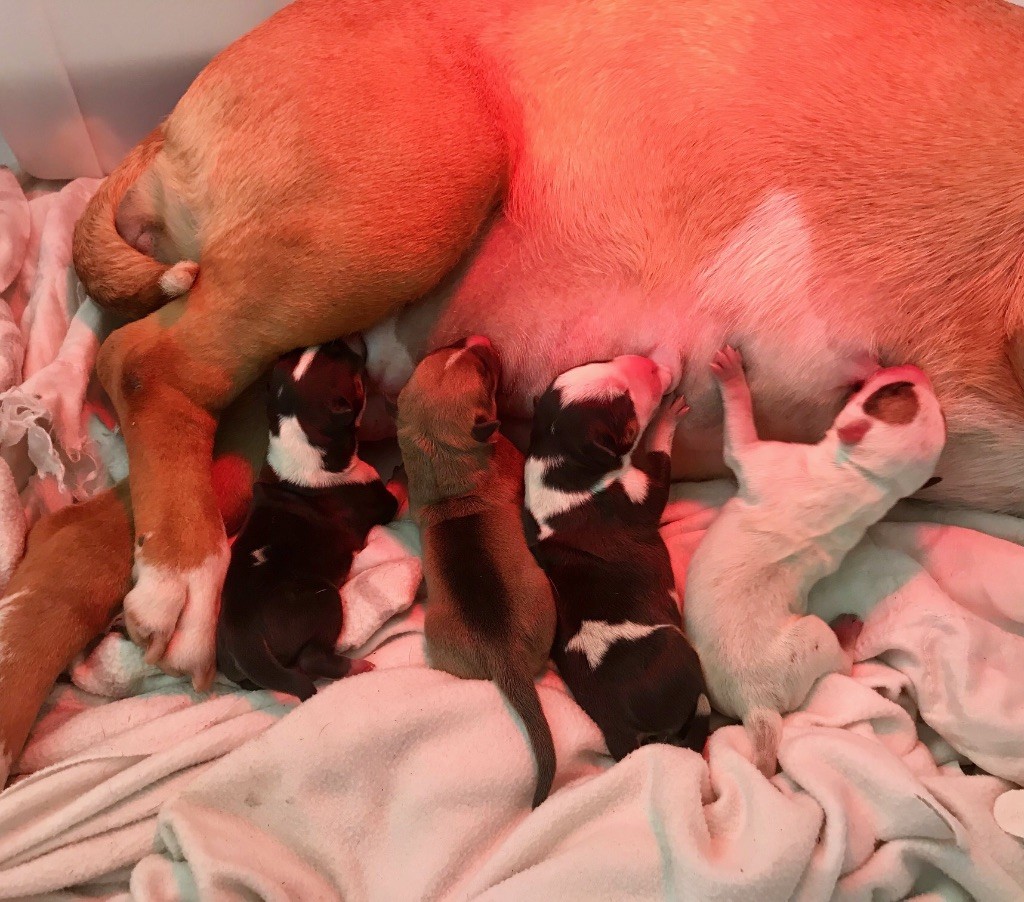 Du Pic Elégant - Les petits Bullos sont là !!