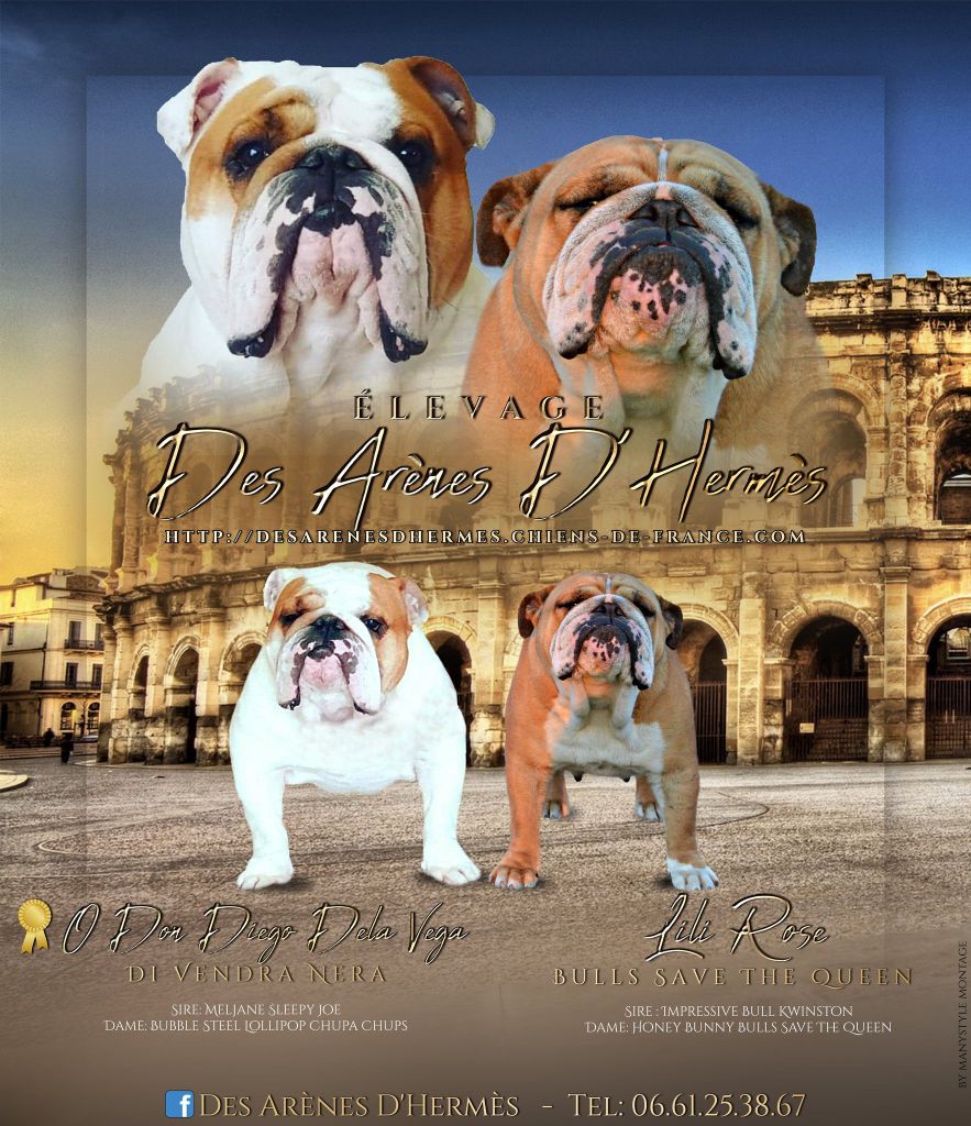 Chiot Bulldog Anglais des Arènes d'Hermès