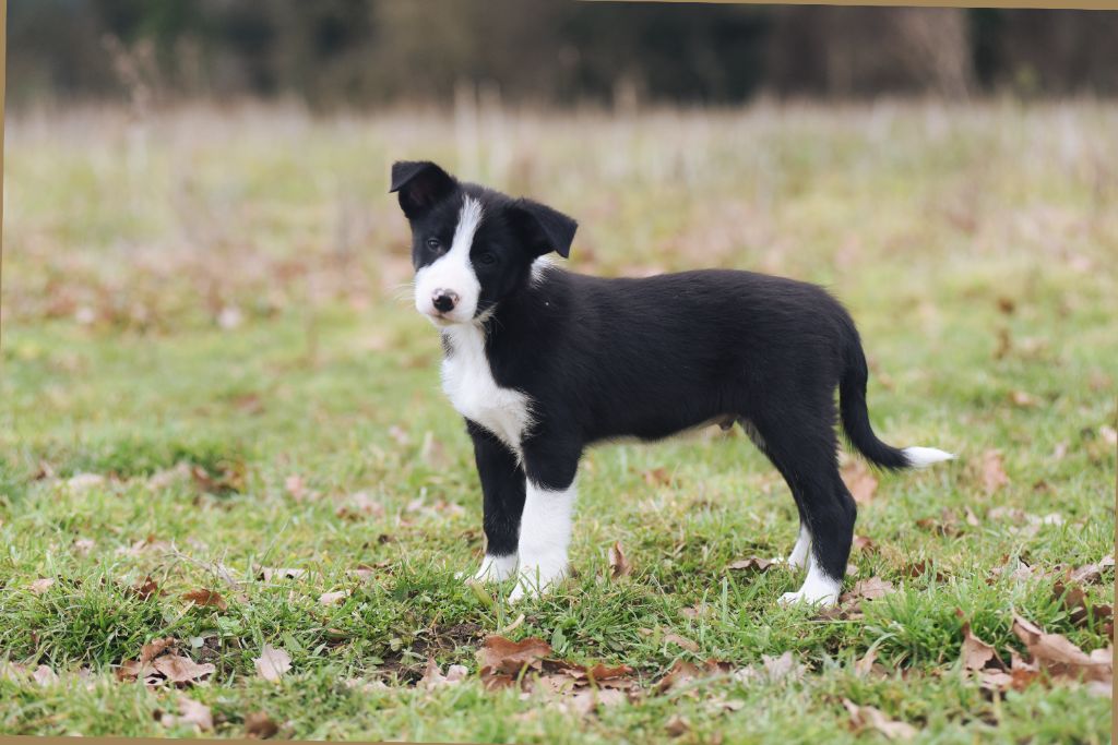 Dorka's Spirit - Chiots disponibles - Border Collie