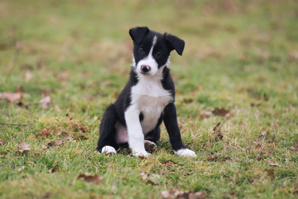 Dorka's Spirit - Chiots disponibles - Border Collie