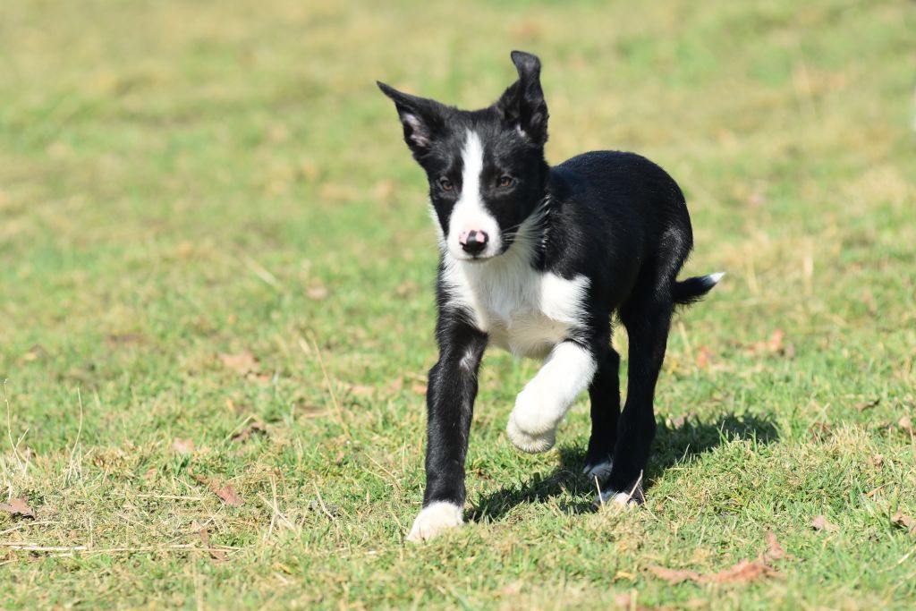 Dorka's Spirit - Chiots disponibles - Border Collie