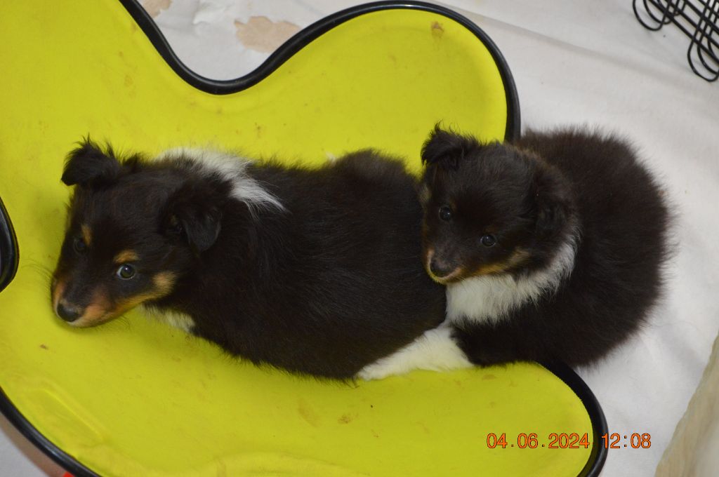 Chiot Shetland Sheepdog Des Amours Du Bois De Fer