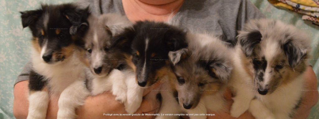 Des Amours Du Bois De Fer - Shetland Sheepdog - Portée née le 20/11/2021