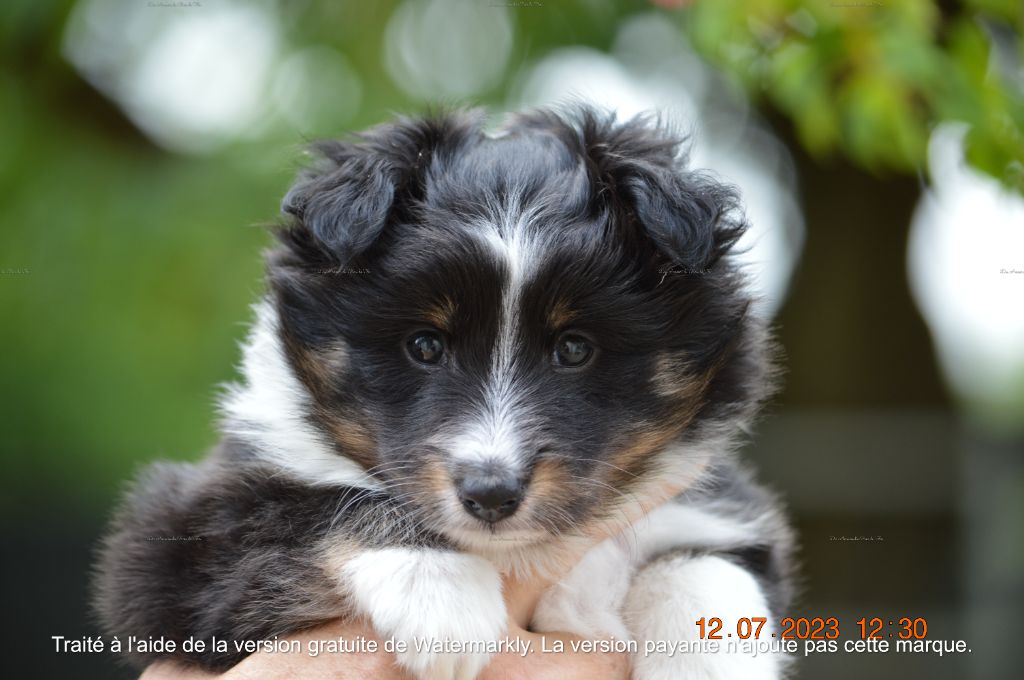 Des Amours Du Bois De Fer - Shetland Sheepdog - Portée née le 06/06/2023