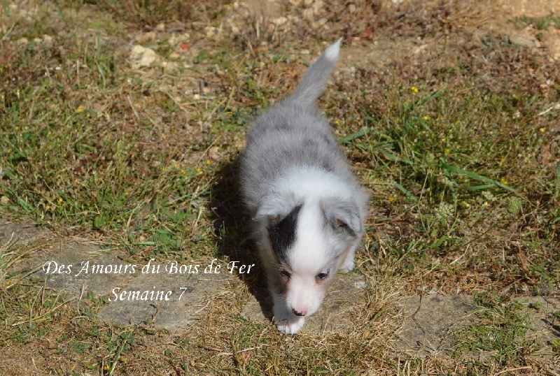 Des Amours Du Bois De Fer - Shetland Sheepdog - Portée née le 09/07/2016