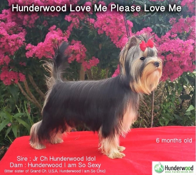 Hunderwood - Hunderwood Love Me Please Love Me 