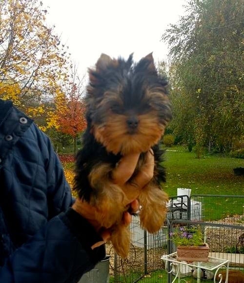 Hunderwood - Yorkshire Terrier - Portée née le 19/07/2015