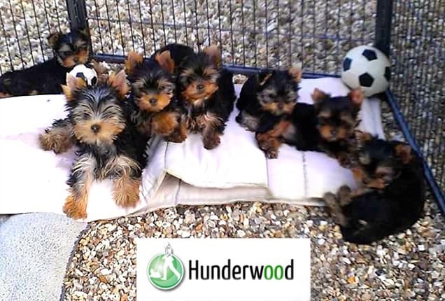 Chiot Yorkshire Terrier Hunderwood