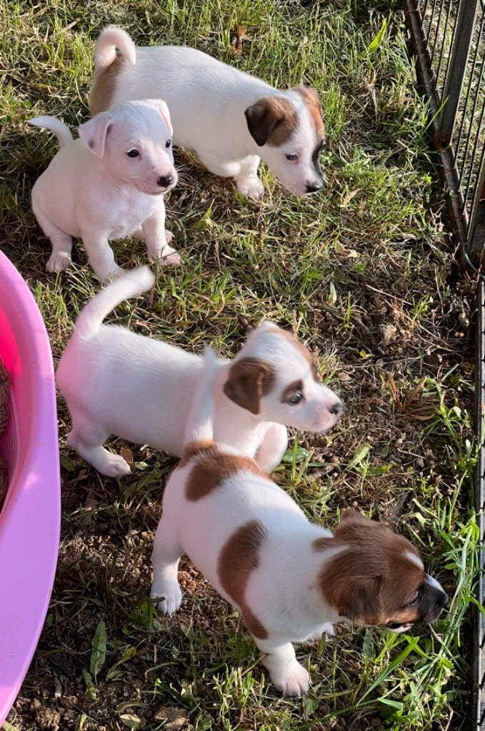 3 adorables chiots mâles à réserver 