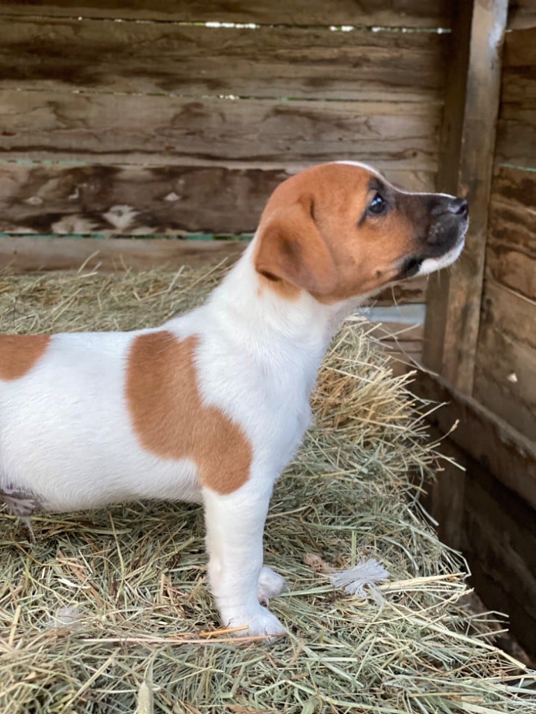 3chiots disponibles immédiatement 