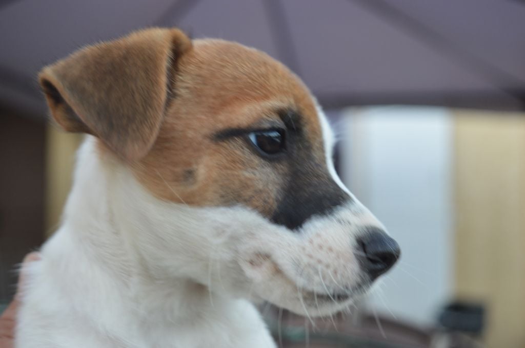 Du Mont Des Sapins Blancs - Chiots disponibles de suite