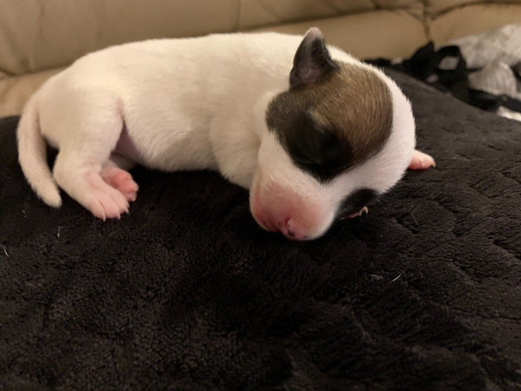 Du Mont Des Sapins Blancs - Nouvelle portée de jacks Russell terrier 