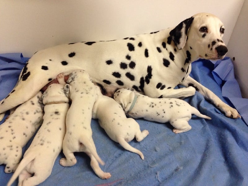 Chiot Dalmatien Des Hauts De Rochefort