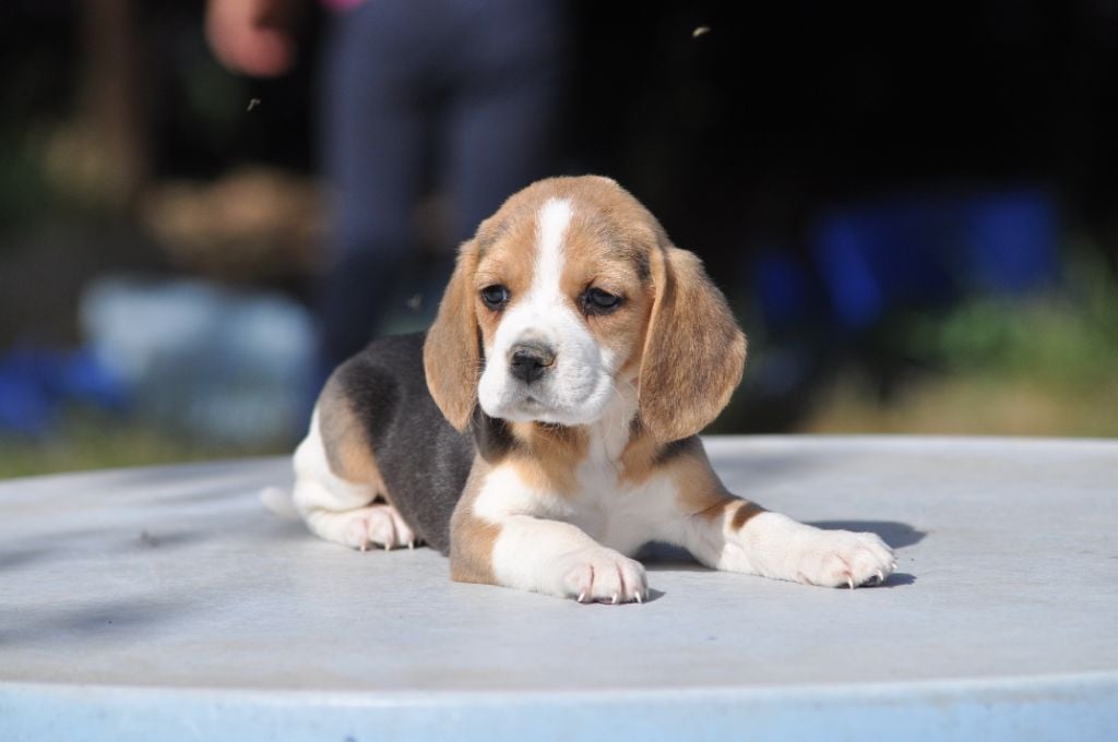 Du Giron - Chiots disponibles - Beagle