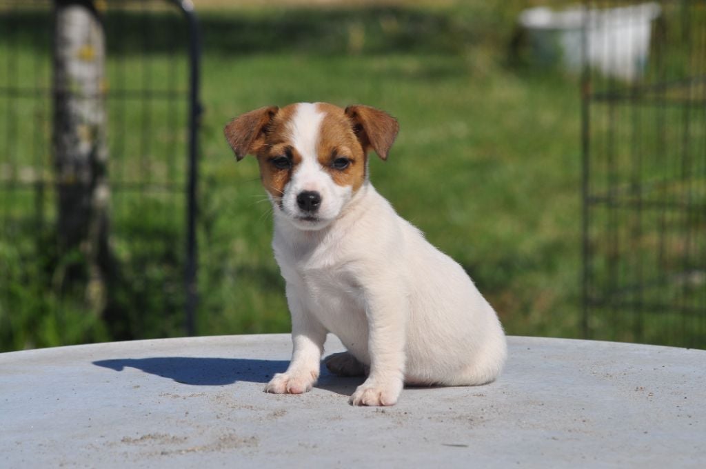 Du Giron - Chiots disponibles - Jack Russell Terrier