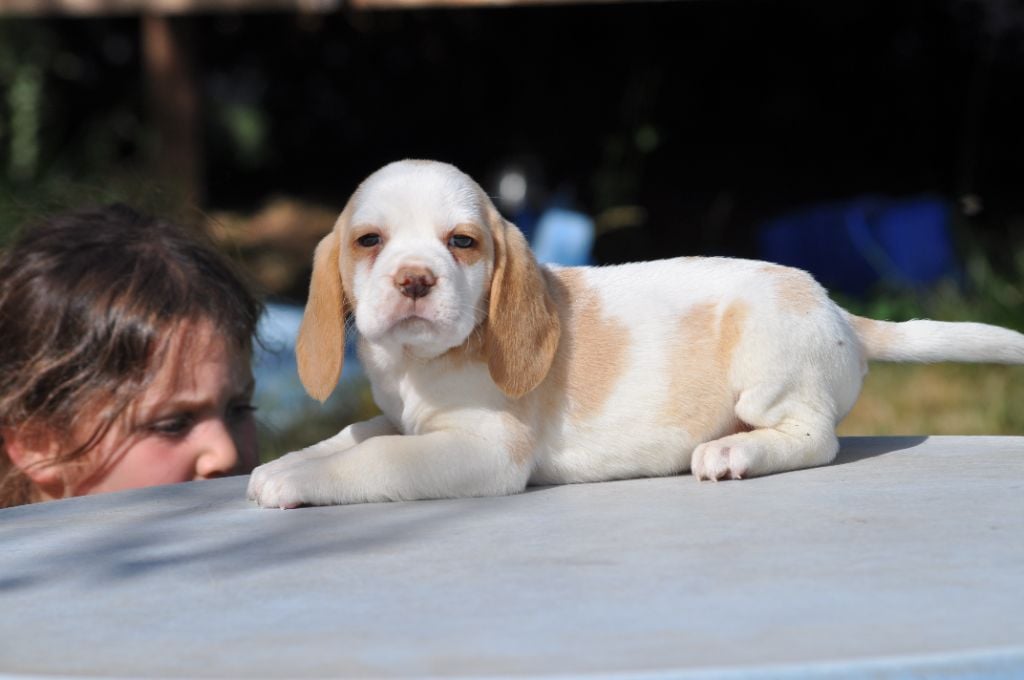 Du Giron - Chiots disponibles - Beagle