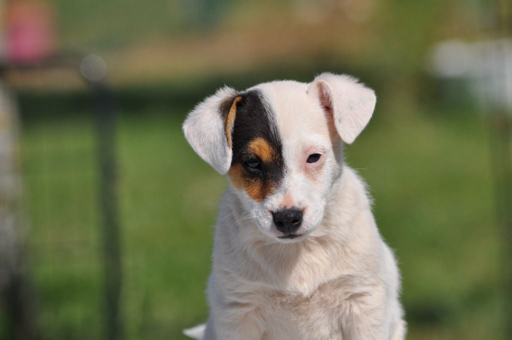 Du Giron - Chiots disponibles - Jack Russell Terrier