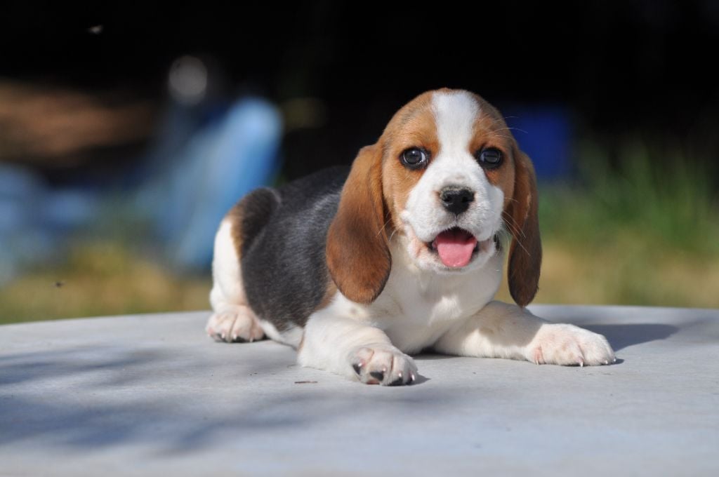 Du Giron - Chiots disponibles - Beagle