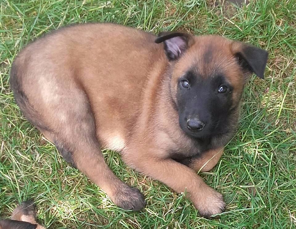 Berger belge malinois