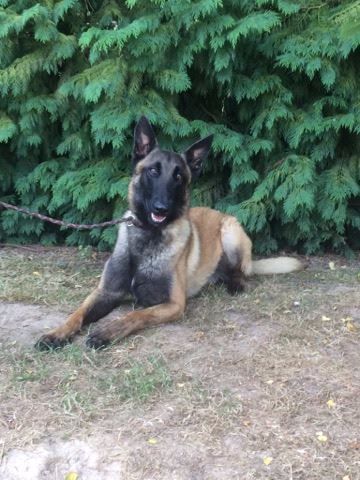 Malinois adulte L.O.F