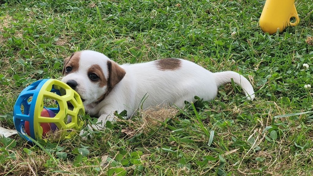 Bold And Kind - Jack Russell Terrier - Portée née le 28/06/2024