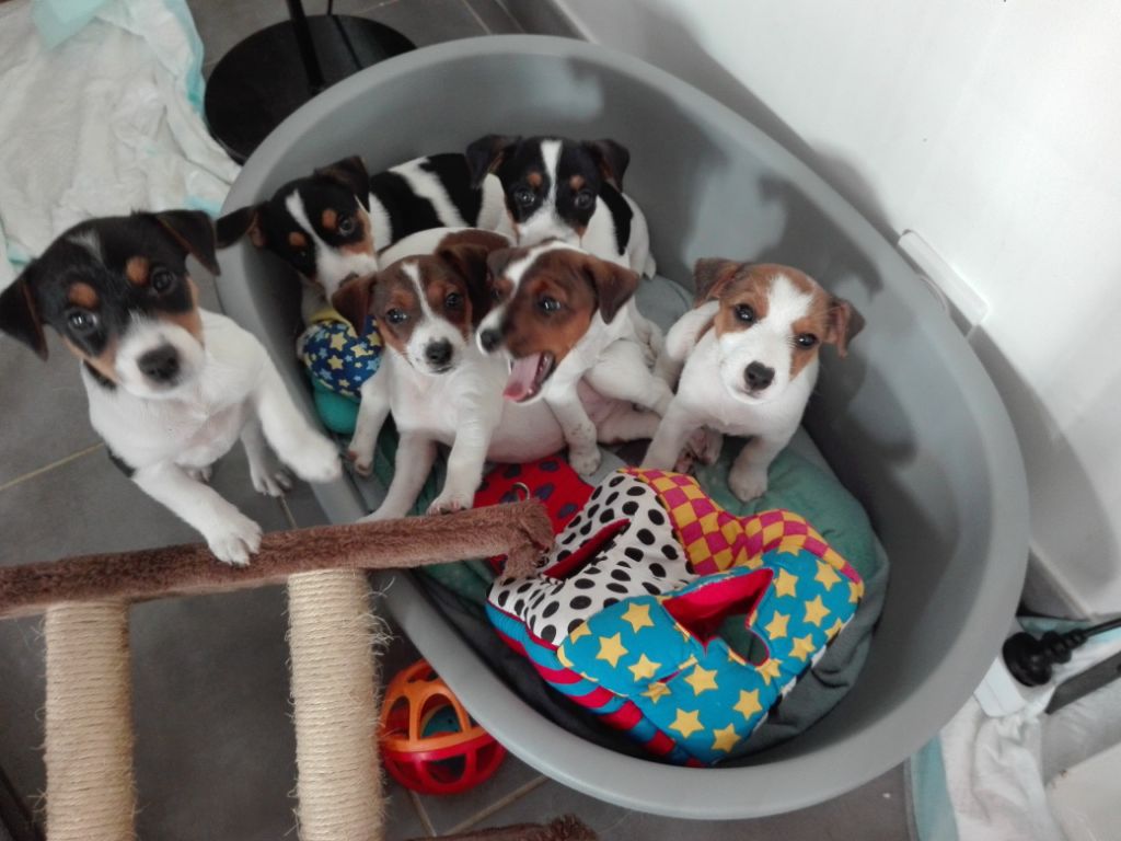 Bold And Kind - Jack Russell Terrier - Portée née le 16/09/2018