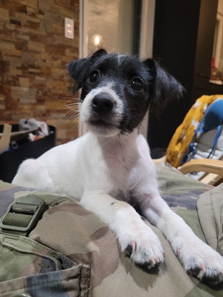 Bold And Kind - Parson Russell Terrier - Portée née le 30/10/2023