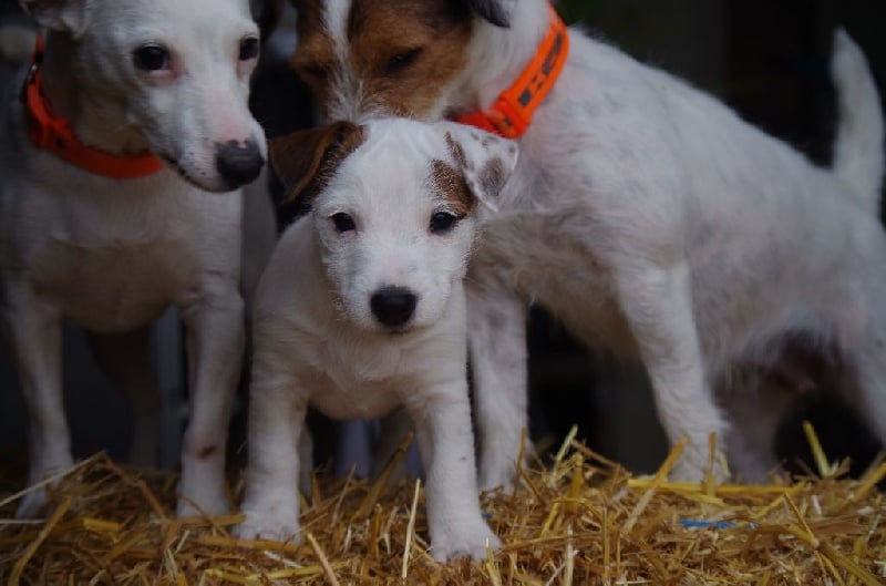 Bold And Kind - Jack Russell Terrier - Portée née le 30/11/2016