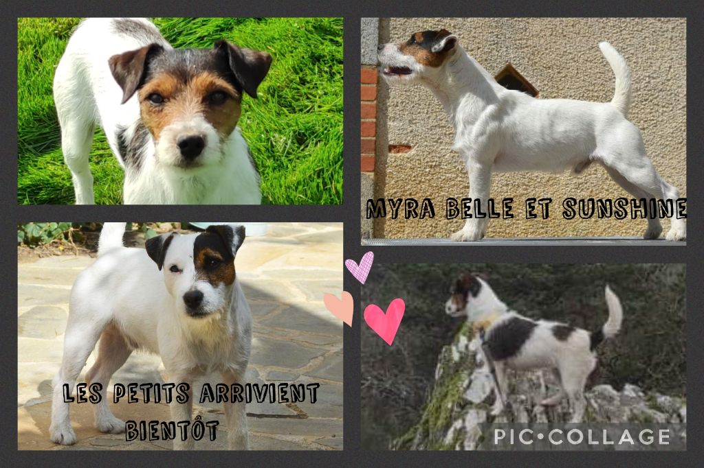 Bold And Kind - Jack Russell Terrier - Portée née le 29/05/2022