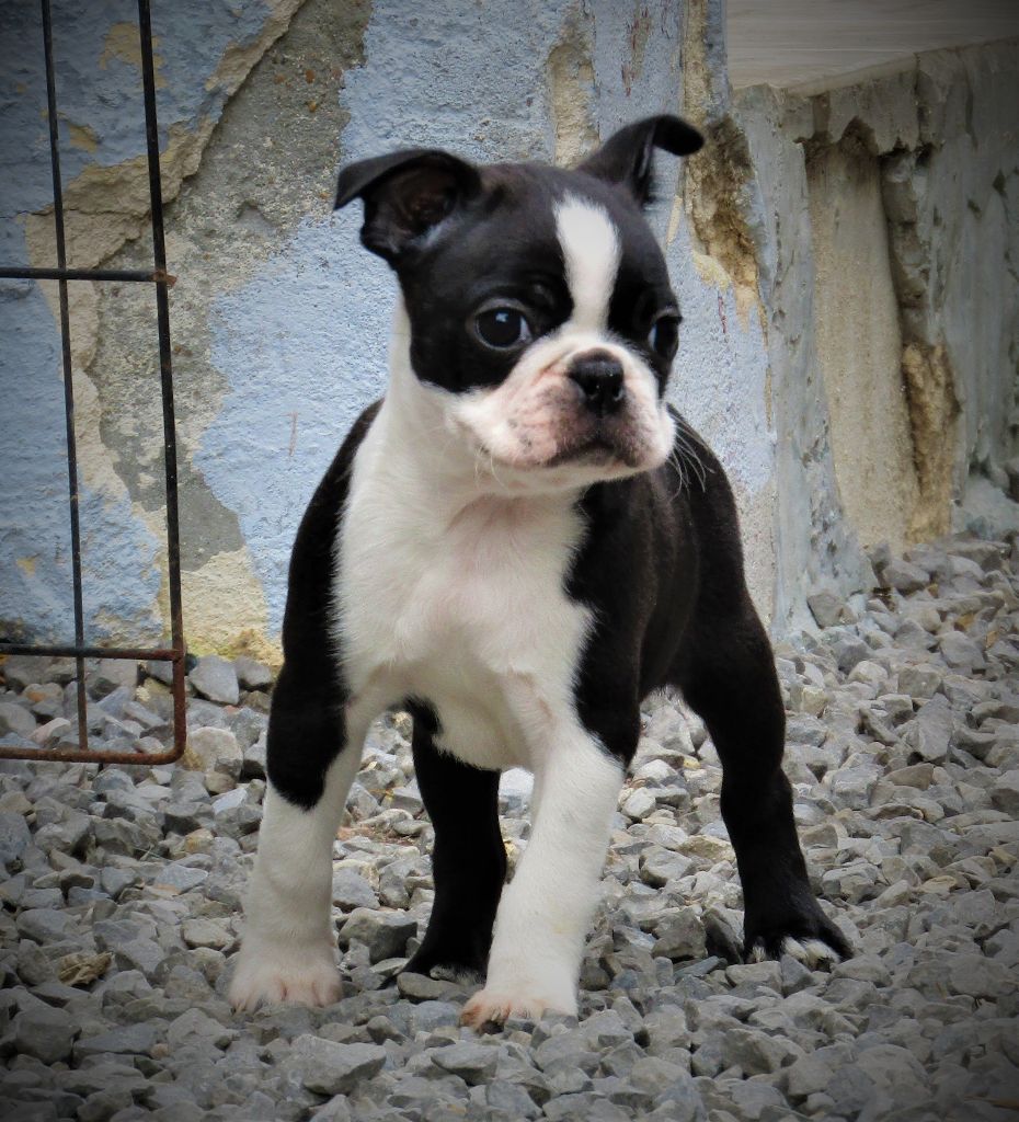 One Way Ticket - Boston Terrier - Portée née le 10/04/2019