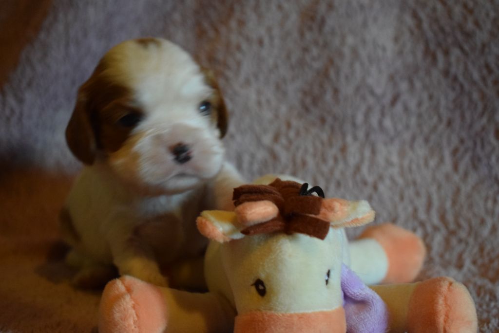 Des Pattes D'Argent - Cavalier King Charles Spaniel - Portée née le 12/06/2018