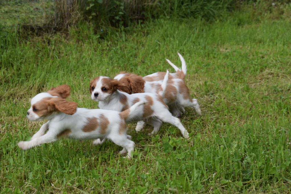 Chiot Cavalier King Charles Spaniel Des Pattes D'Argent