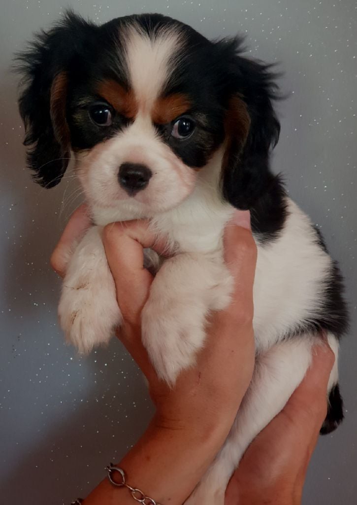 Des Pattes D'Argent - Cavalier King Charles Spaniel - Portée née le 06/07/2019