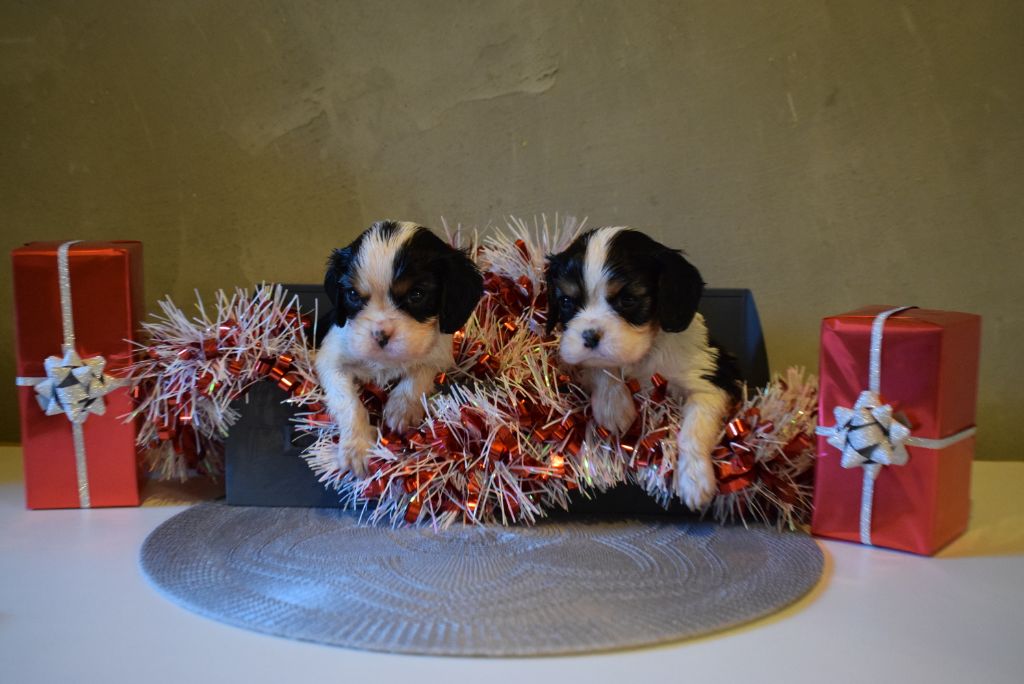 Des Pattes D'Argent - Cavalier King Charles Spaniel - Portée née le 23/10/2018