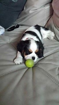 Des Pattes D'Argent - Cavalier King Charles Spaniel - Portée née le 21/05/2016