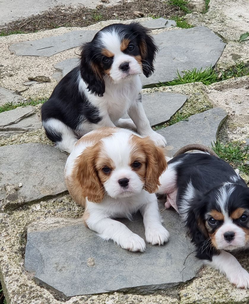 Chiot Cavalier King Charles Spaniel Des Pattes D'Argent