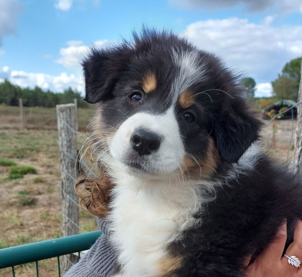 Chiot Berger Australien De L'Oree Des Forets Des Landes