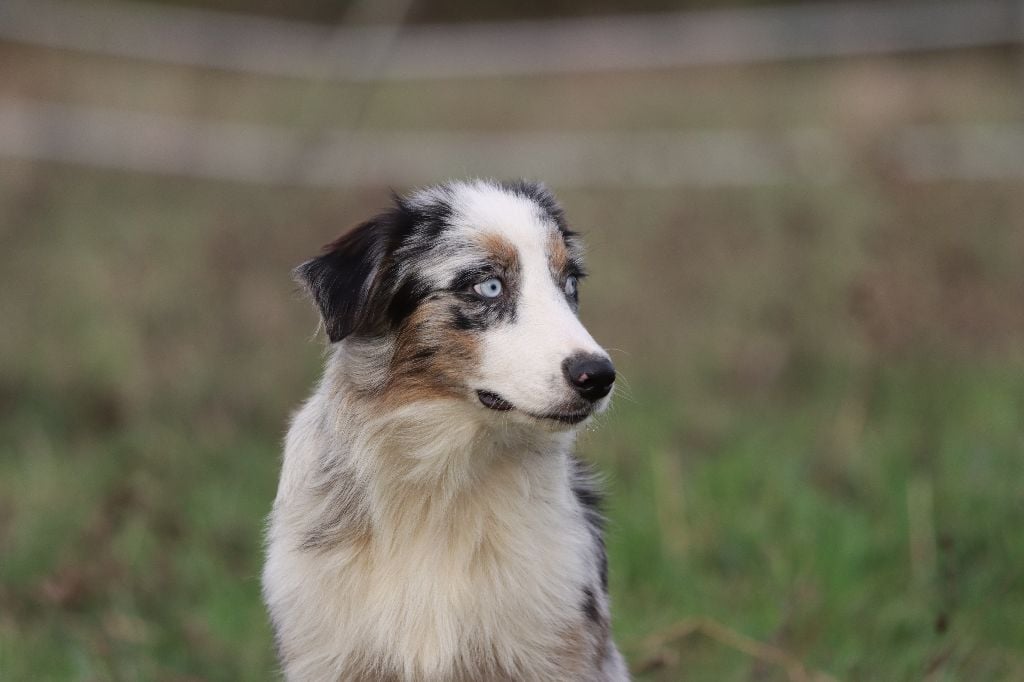 Of Gold In The Heart - Chiots disponibles - Berger Australien