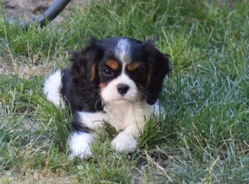 Des Petits Cigalous - Cavalier King Charles Spaniel - Portée née le 04/05/2024