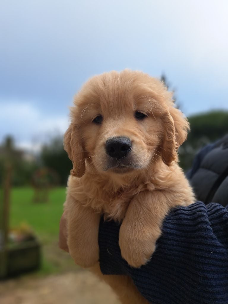 De La Légende d'Arduinna - Chiots disponibles - Golden Retriever