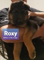 ROXY