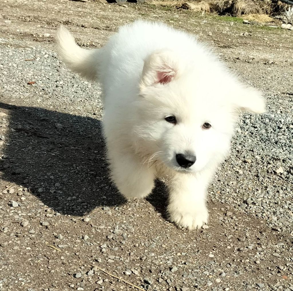 de l'esprit Blanc des Montagnes - Chiots disponibles - Berger Blanc Suisse