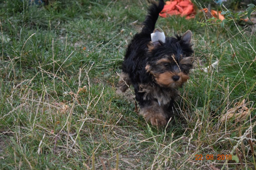 Du Royaume De Rhea - Chiots disponibles - Yorkshire Terrier