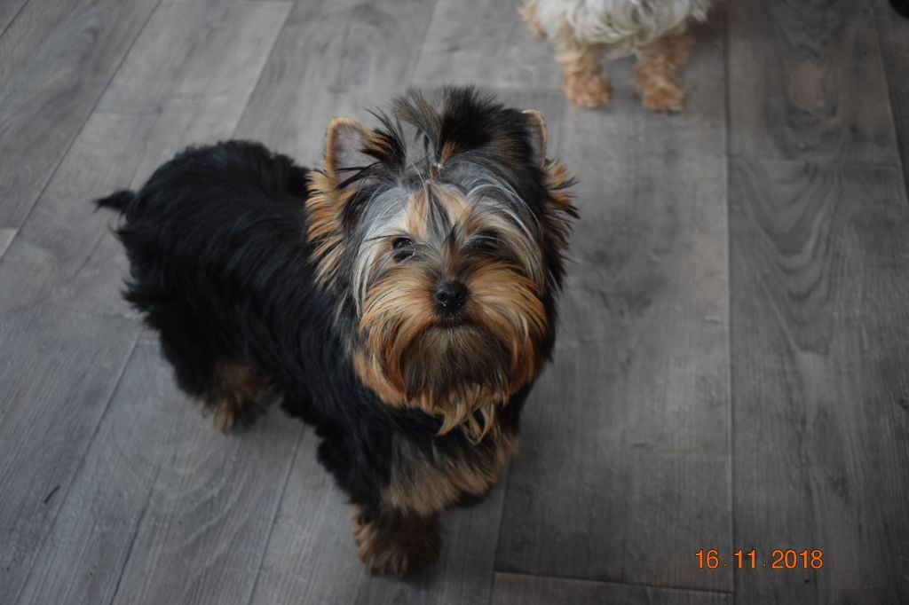 Du Royaume De Rhea - Chiots disponibles - Yorkshire Terrier