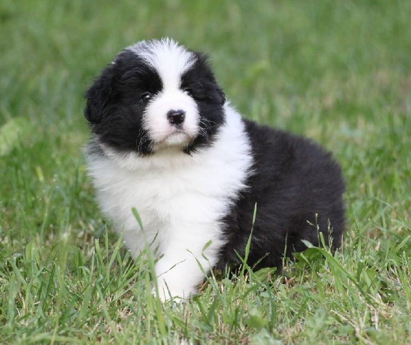 Chiot Border Collie De La Vallee Du Douro