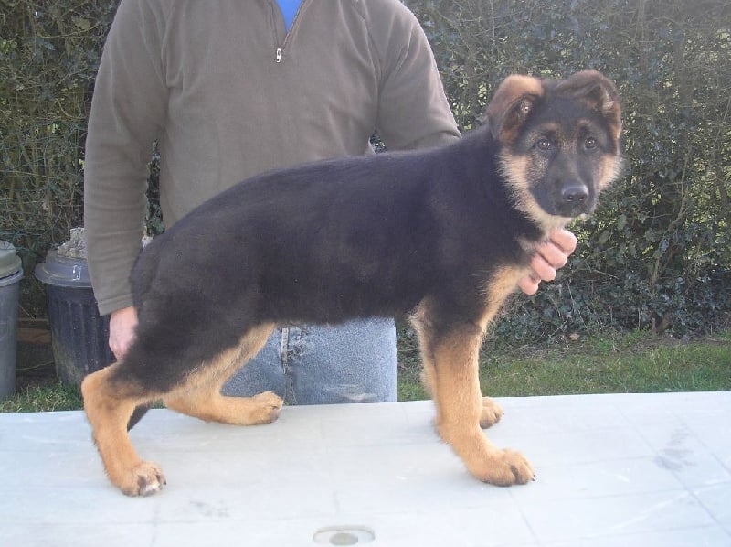 Du Cocamax - Chiots disponibles - Berger Allemand