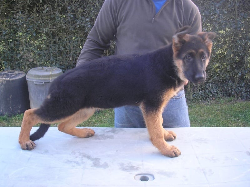 Du Cocamax - Chiots disponibles - Berger Allemand